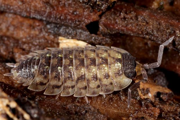 Woodlouse, Québec, Canada.