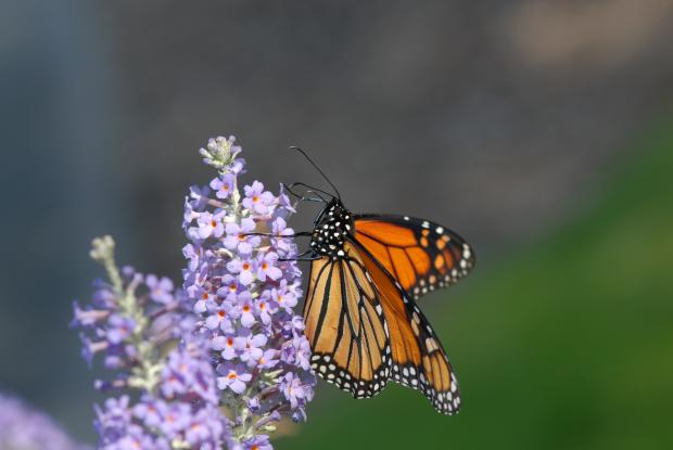 5 - Butterfly-bush
