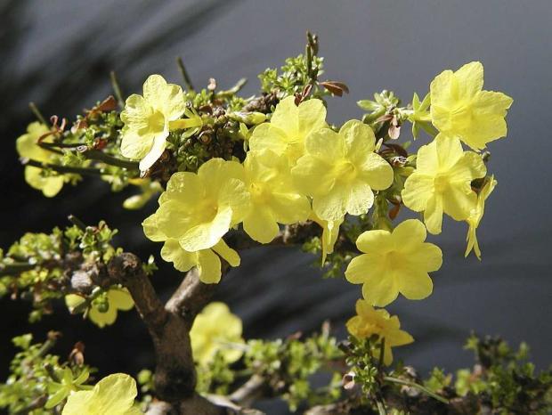 Jasminum nudiflorum 'Nanum'