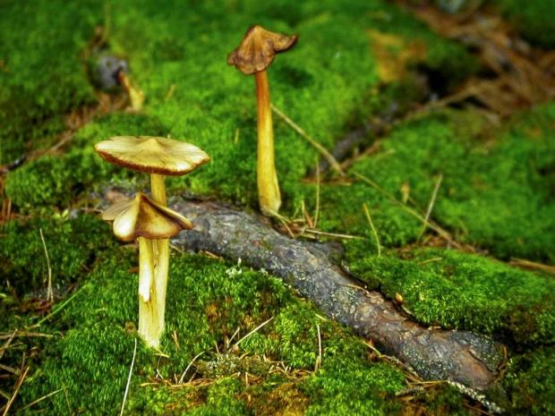 Mushroom of Quebec