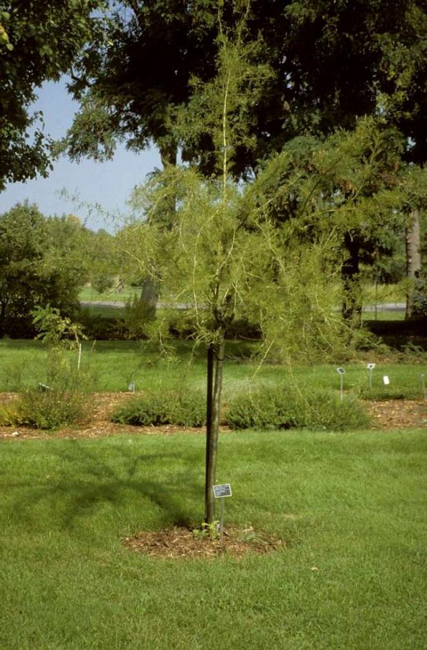 Staking a tree