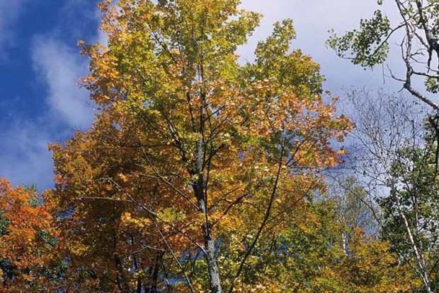 Acer saccharum