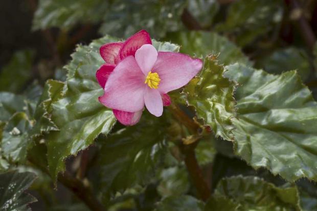Begonia 'Richmondensis'