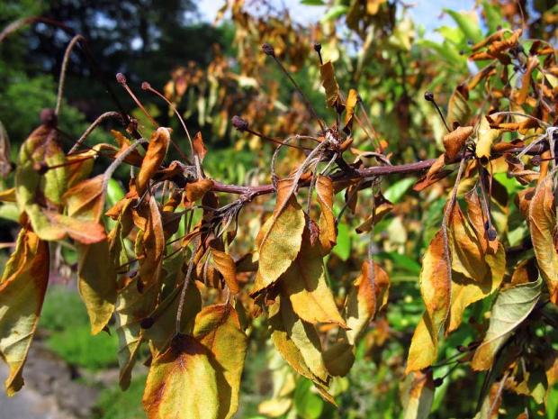 Bacterial blight on an apple tree (Malus sp.)