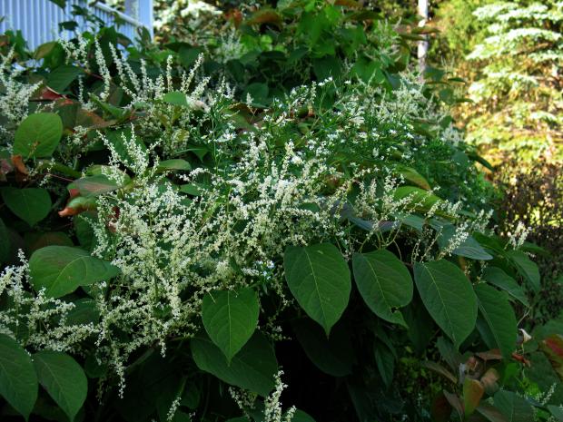  Japanese knotweed blooming
