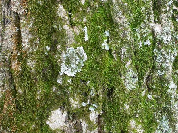 Mousse et lichen sur tronc d'arbre