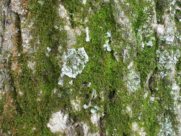 Mousse et lichen sur tronc d'arbre