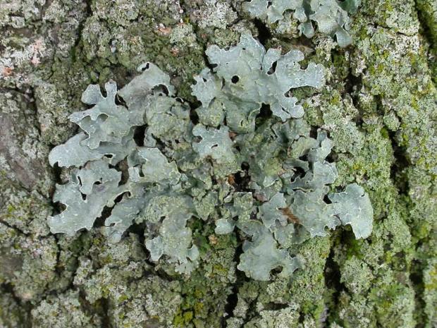 Lichen on a tree trunk