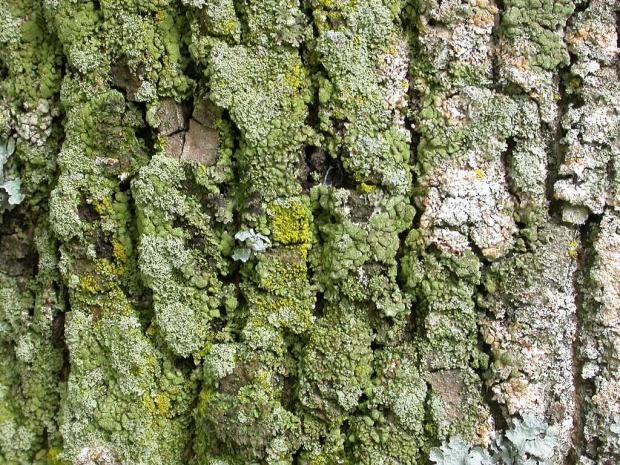 Lichen sur tronc d'arbre