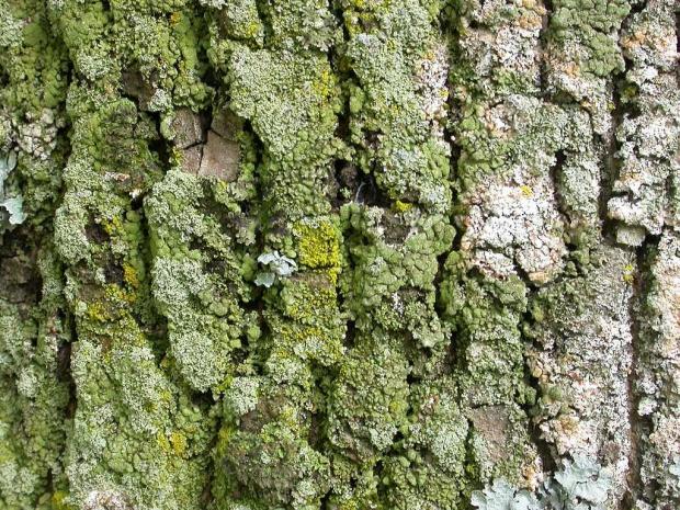 Lichen on a tree trunk