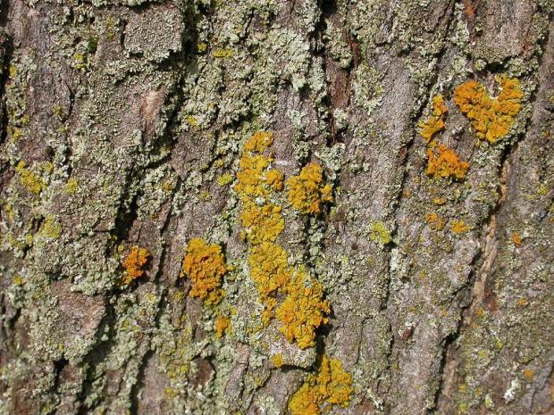 Lichen sur tronc d'arbre