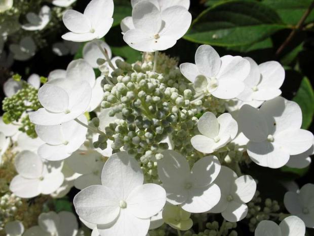Hydrangea paniculata 'Quick Fire'