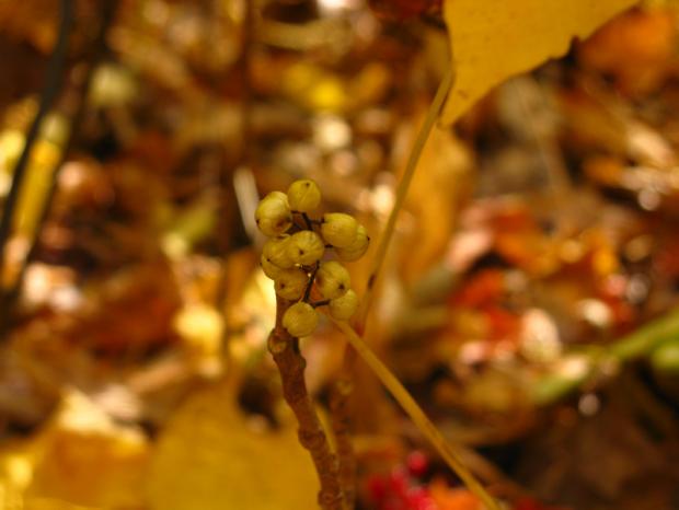 Poison ivy (Toxicodendron radicans) - Fruits