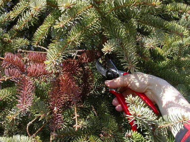 Conifer - Maintenance pruning