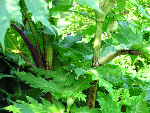 Heracleum mantegazzianum