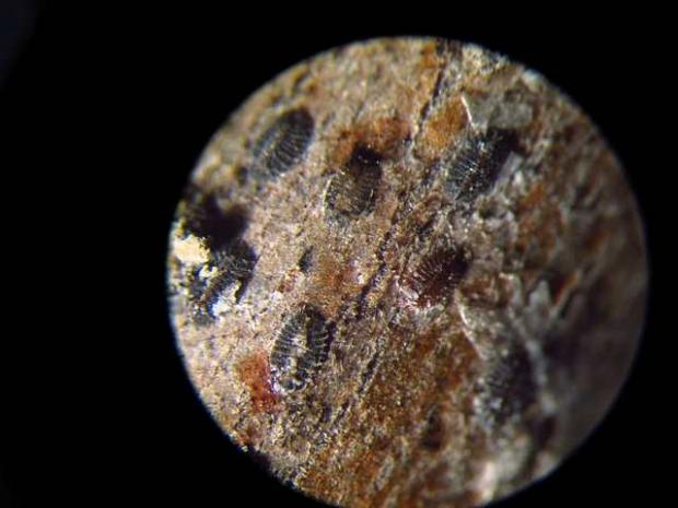 Magnolia scale, overwintering nymphs under the microscope Neolecanium cornuparvum
