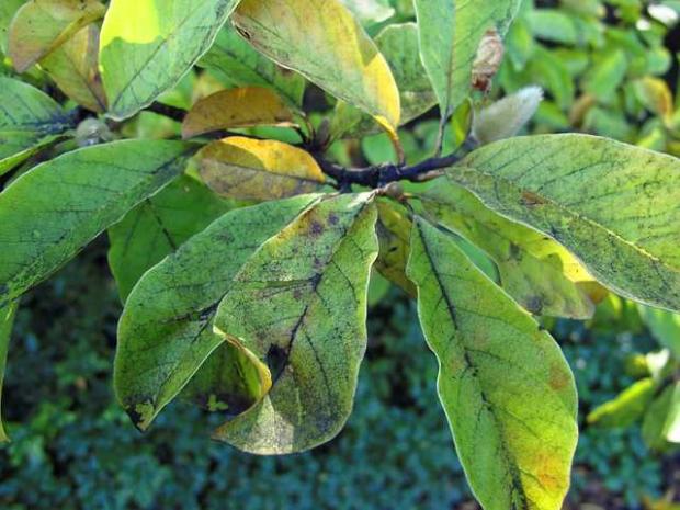 Fumagine sur feuilles de Magnolia sp.