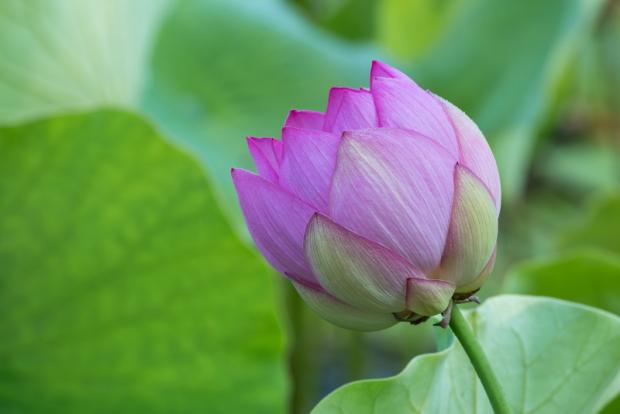 Lotus d'Orient (Nelumbo nucifera)
