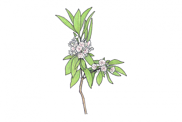 Kalmia angustifolia