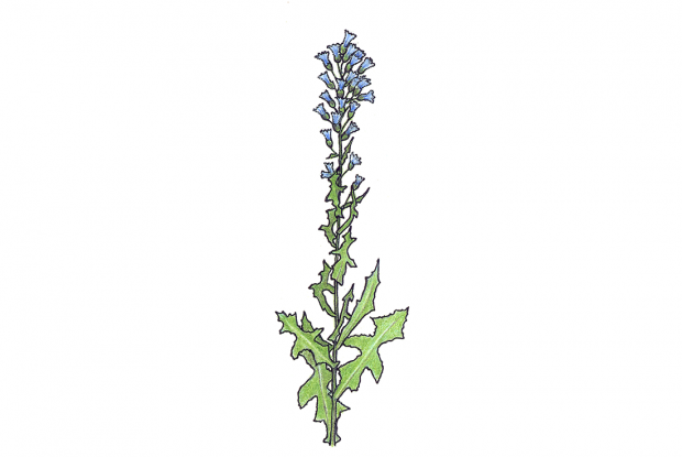 Lactuca biennis