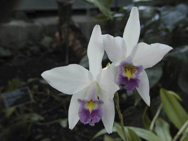 Laelia anceps var. veitchiana 'Fort Caroline' HCC/AOS