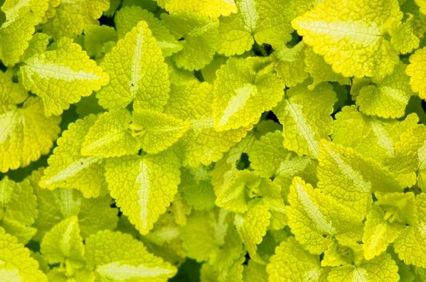 Lamium maculatum 'Aureum'