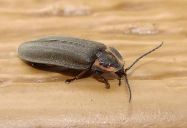 Lampyridae, Québec, Canada.