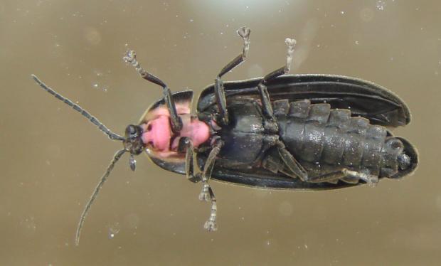 Lampyridae, Québec, Canada.