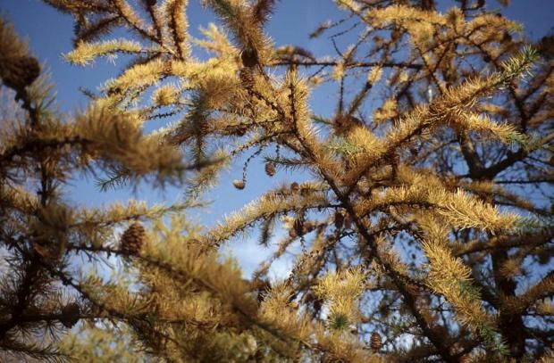 Larix kaempferi