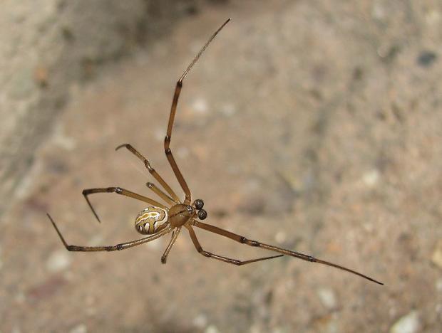 Latrodectus hesperus, femelle - Veuve noire de l'Ouest