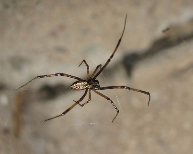Latrodectus hesperus, femelle - Veuve noire de l'Ouest