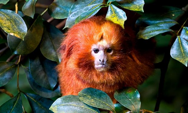 Leontopithecus rosalia