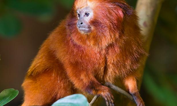 Leontopithecus rosalia
