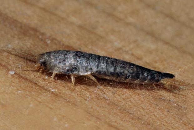 Lepisma saccharina