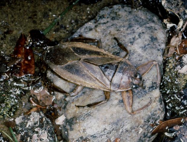 Lethocerus americanus, Québec, Canada.