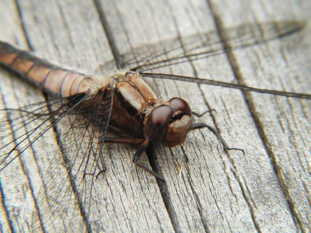 Libellula julia, Québec, Canada.