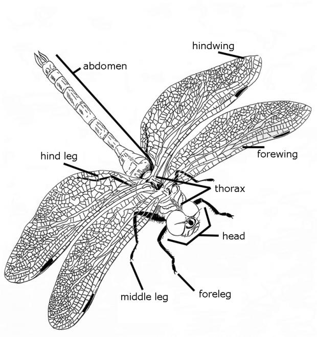 Parts of the body of a dragonfly.