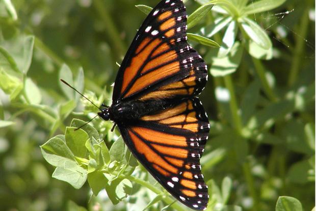 Lepidoptera, Limenitis archippus, Québec, Canada.