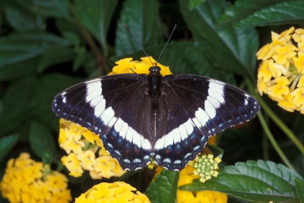 Limenitis arthemis arthemis, Québec, Canada.