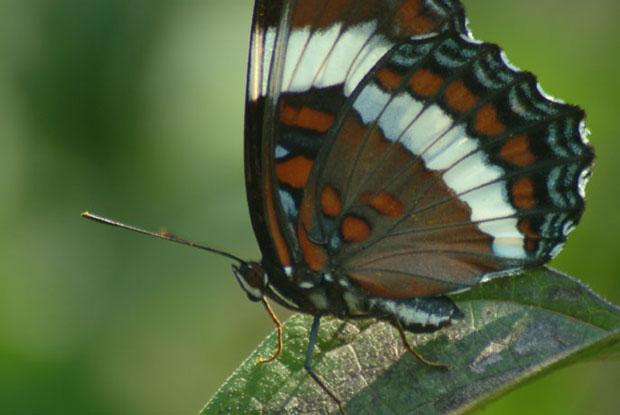 Limenitis arthemis, Québec, Canada.