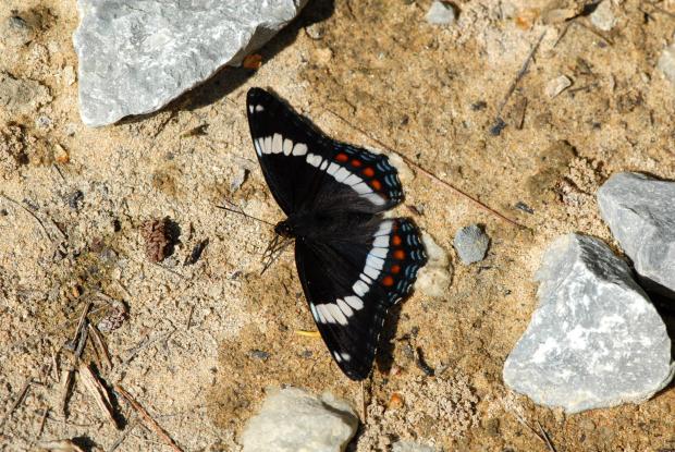 Limenitis arthemis