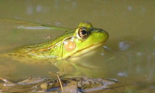 Lithobates clamitans