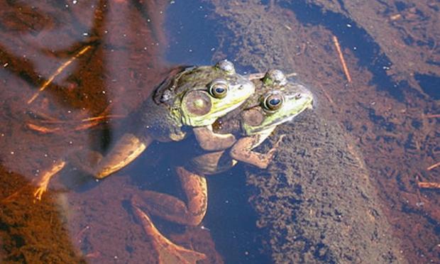 Lithobates clamitans
