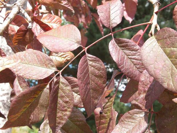 Fraxinus americana