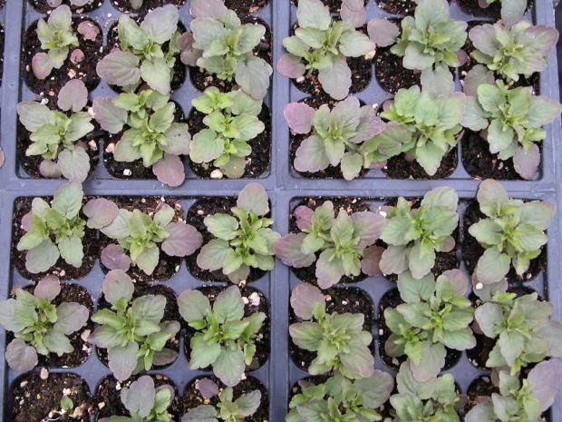 Viola seedlings