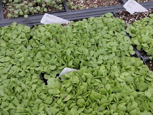 Basil seedlings (Ocimum basilicum)