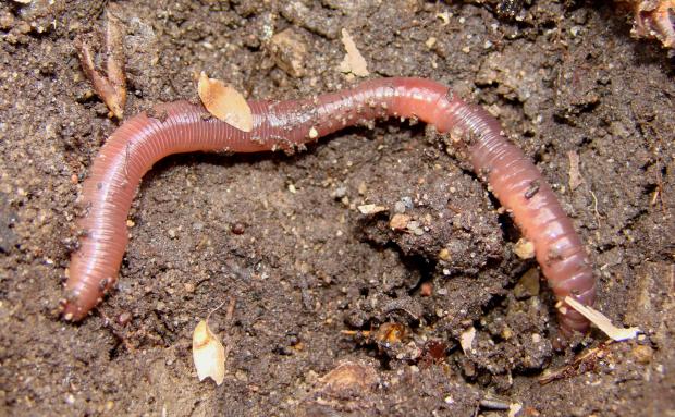 Earthworm, Québec, Canada.
