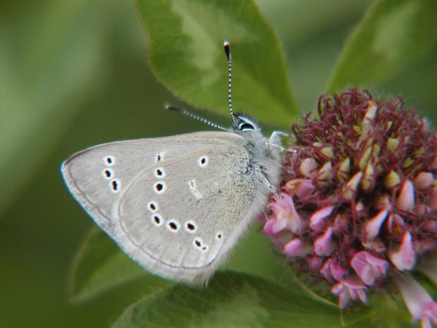 Lycaenidae, Québec, Canada.