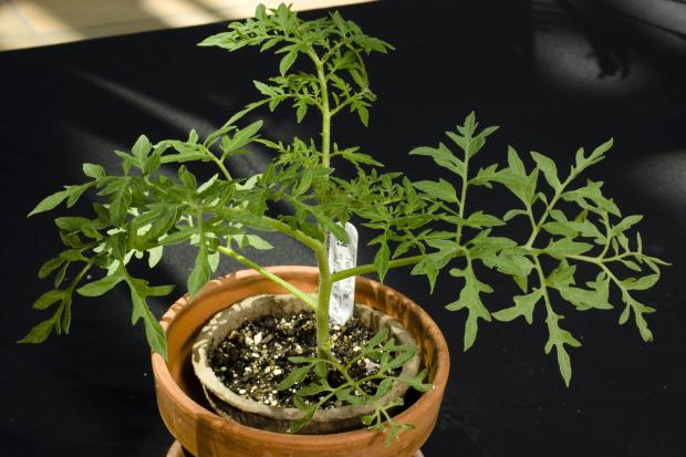 Lycopersicon esculentum