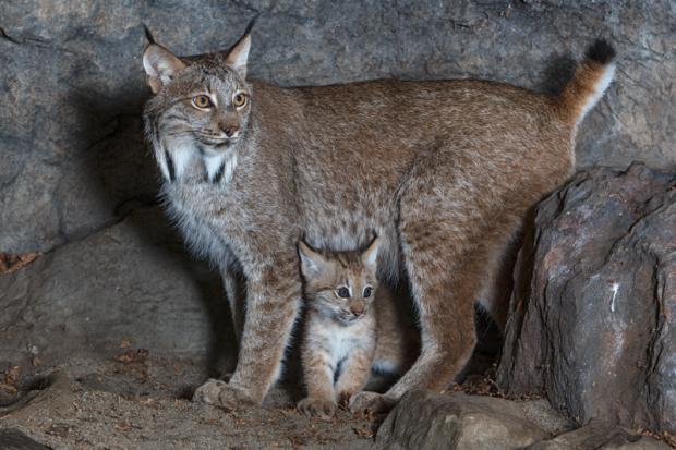 Lynx, femelle, et son bébé.